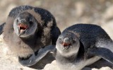 Hout bay tučńáci